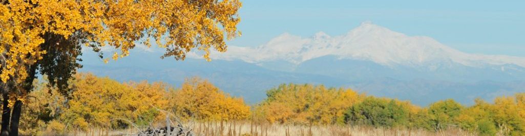View of a snow capped Longs Peak in the distance with yellow autumn trees in the foreground